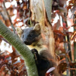 Baummarder