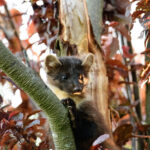 Baummarder