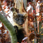 Baummarder
