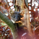 Baummarder