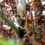 Baummarder