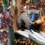 Baummarder