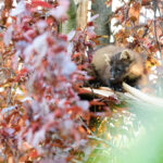 Baummarder